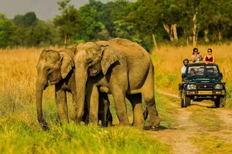 jim corbett national park nainital district ramnagar uttarakhand 244715